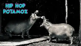 RottenGlaz & Corbious- Hip Hoppotamoz EDR CREW