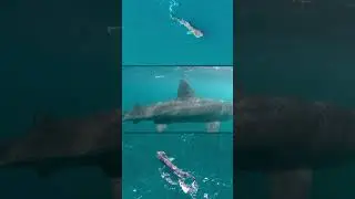Species Spotlight: Basking Sharks