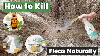 How to Kill Fleas Naturally & Keep Them Away FOREVER! &ndash; Without Using Chemicals!