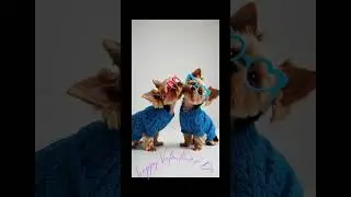 Tiny But Mighty: Yorkie&rsquo;s Big Adventure! #happy #love #cute