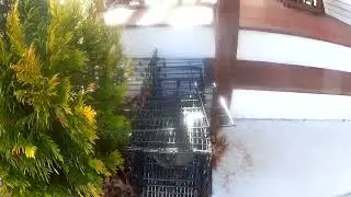Grounghog Trapping /Removal in Wallingford ct