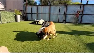 Play Groups Designed for Your Dog | Doggie Daycare & Overnight Care | Pet Camp, San Francisco