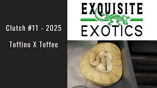 Clutch#11 2025 - Toffino X Toffee