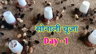 सोनाली चूजे की देखरेख कैसे करें | chhote chuhe ki dekhre kaise karen | Sonali chicks day 1
