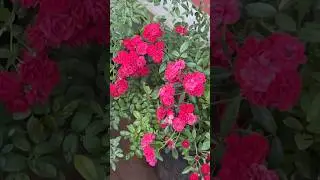 Red climbing rose #rosecaring #flower #india #flowers #terracegardenindia #rose