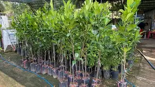 Mít Ruột Đỏ Xơ Vàng cây lỡ trồng dặm nhanh thu hoạch 