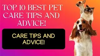 10 best Pet Care Tips and Advice