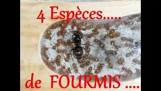 Lasius Umbratus, Myrmica Rubra, Messors Barbarus, et Lepisiota Capensis Minuta en musique 😉 Medoc72
