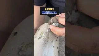I Saved a Sparrow, Then This Happened&hellip;