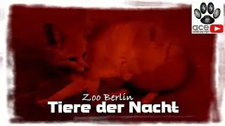 Tiere der Nacht Nachttiere Erdferkel Springhase Rostkatze