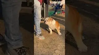 Wow 😱 कितना cute british bulldog 😍😍 #shorts #trending #short #dog
