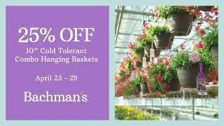 Bachmans.com | Spring Hanging Baskets