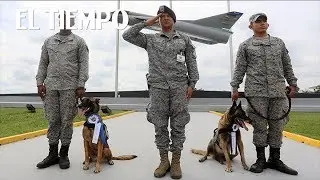 Perros de la Fuerza Aérea se jubilaron en Cali | EL TIEMPO