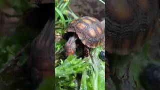 Hatchling Cherryhead Tortoise