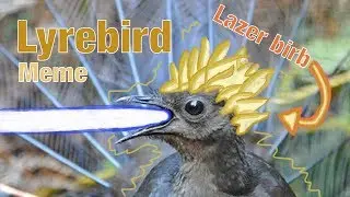 Lyrebird Shoots Lazers All Over The Place