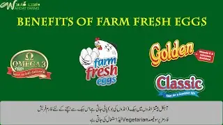 Benefits of Farm Fresh Eggs  |  Omega-3 Eggs  |  Golden Eggs  |  Classic Eggs