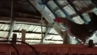 iskandalusang manok nangitngitlog(gallus gallus domesticus #KA NATURE LOVER by sandara roon