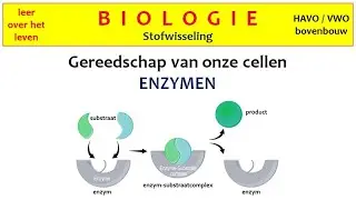 Biologie - Stofwisseling - Gereedschap van onze cellen: enzymen -