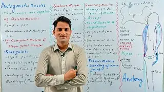 Antagonistic muscles of knee joint elbow|Skeleton muscle|NCERT STB MDCAT|Hindi Urdu|Pro.Suresh Kumar