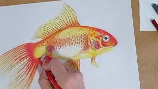 How to draw a goldfish - realistic with colored pencils