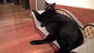 The Kits Cats - Vlog #3