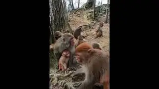 Monkeys imitating human behavior 🙊.. Act of play 😂