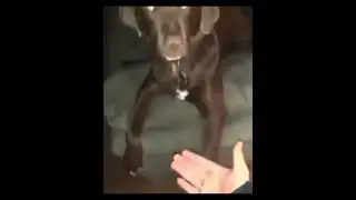 Ruben shake my hand, Put it there god dammit Meme