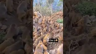 Yatrigan kripya Dhyan den animal&rsquo;s funny moments #animallover #petlover #petcare #monkey#funny#short