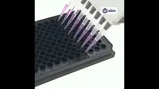 A Guide to Selecting Cell Culture Plates 96 Well Cell Culture Plate Black Color
