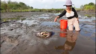 Swamp Secrets Revealed! Catching Huge Mud Crabs After Low Tide