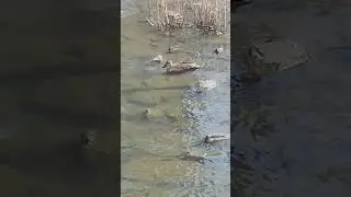 What chasing duck