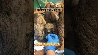 #african #monkey #2.5 #ईच का #live #support #viral #trending #please #memes