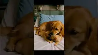 welcome puppies #animalintelligence #dog #animal #cute #usa