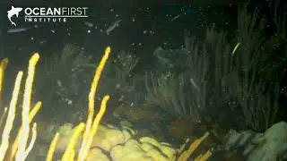 Coral Reproduction