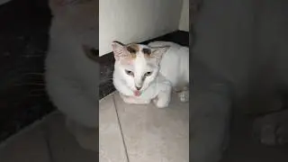 Cats can learn to recognize their own names, and respond to called meow or meng 🥰#cats#catvideos#cat
