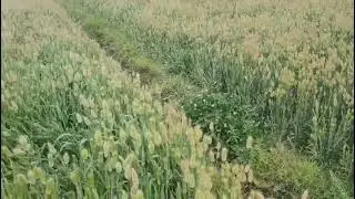 Bunny tails grass