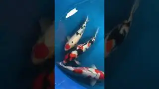เลี้ยงเล่นๆ #carp #fishkoi #koi #sakai