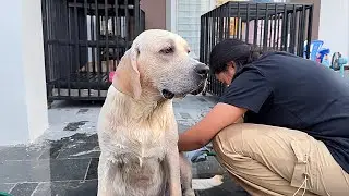 How to Clean Cute Labrador Retriever my pets at Home
