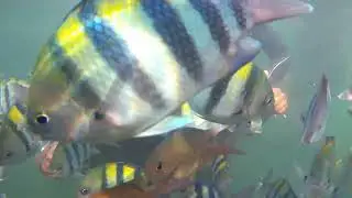 scuba diving in Goa.... Charge for everything #goa #activities #enjoy #night #sea  