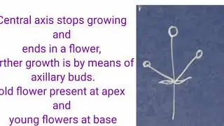 Cymose inflorescence/determinate growth