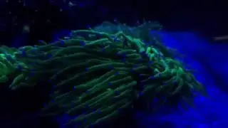 RedSeaMax250 Erick Camargo ReefShare