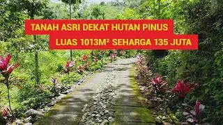 Tanah Adem & Asri Dekat Hutan Pinus, Luas 1013m² Harga 135 Juta, Ada Mata Air Nya!