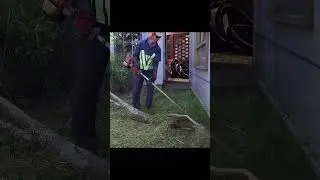 Grass Trimming So satisfying!