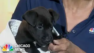 Month-long &lsquo;Clear the Shelters' campaign begins
