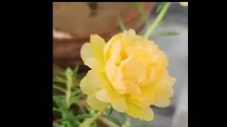 Plants cenmitic shots