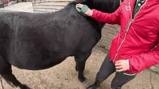 Rubber Curry Comb