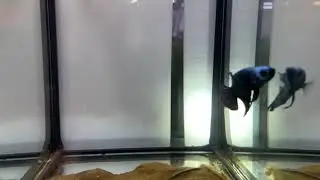 Alien Hybrid (M5) Grey/Steel Blue Full Mask Male @ Z&uuml;ri-Betta