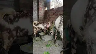 #goatsfarming #westbengalgoatfarm