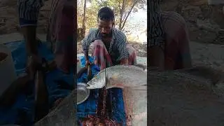 Amazing coral fish cutting skills (244) 🐬😱 #shorts