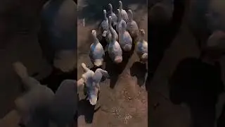 When Ducks Walk Like Supermodels 😎🦆 #funny #funnypets
